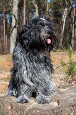 Schapendos 'u yakından çek (Hollanda Çoban Köpeği)