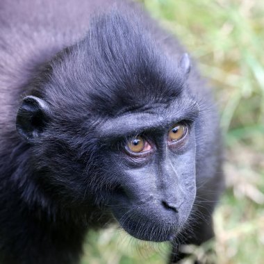 Celebes ibikli macaque (Macaca nigra), ayrıca ibikli siyah macak, Sulawesi ibikli macak ya da siyah maymun olarak da bilinir.