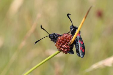 Altı noktalı burnet (Zygaena filipendulae) yakın çekim
