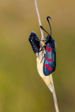 Altı noktalı burnet (Zygaena filipendulae) kozası ve pupa