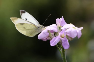 Yeşil arka plandaki kelebek, yaklaş.