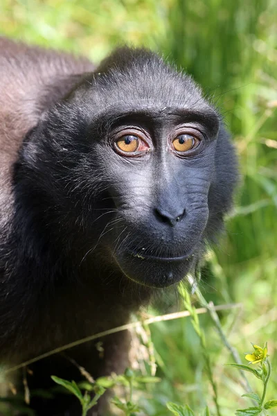 Celebes Crested Macaque Macaca Nigra Also Known Crested Black Macaque — Foto de Stock