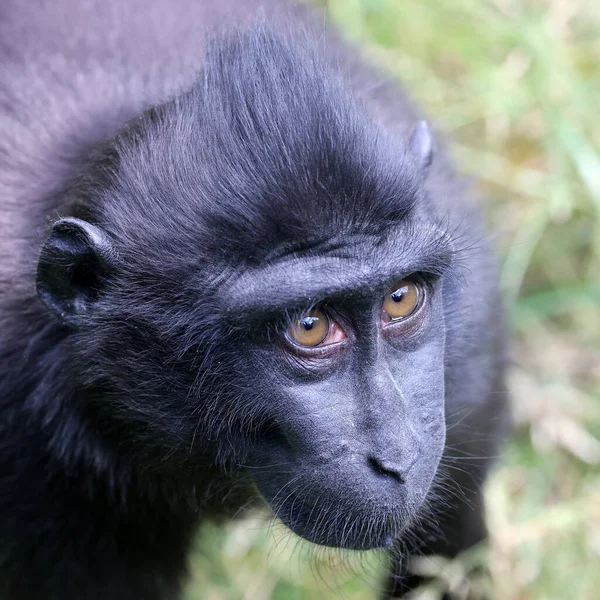 Celebes ibikli macaque (Macaca nigra), ayrıca ibikli siyah macak, Sulawesi ibikli macak ya da siyah maymun olarak da bilinir.