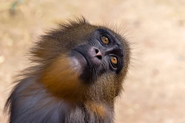 Großaufnahme Mandrill Mandrillus Sphinx — Stockfoto