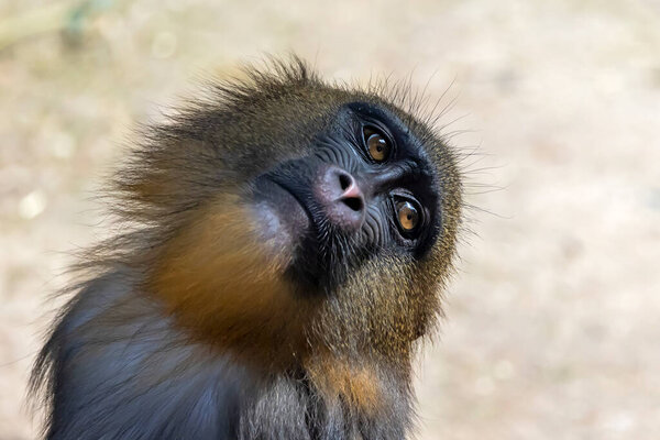 Close up shot of mandrill (Mandrillus sphinx)