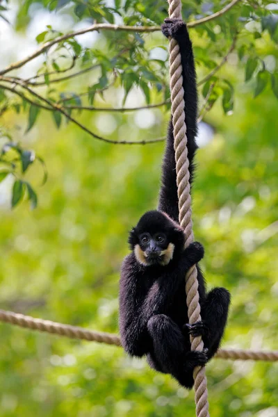 Southern Yellow Cheeked Gibbon Nomascus Gabriellae Also Called Golden Cheeked — ストック写真