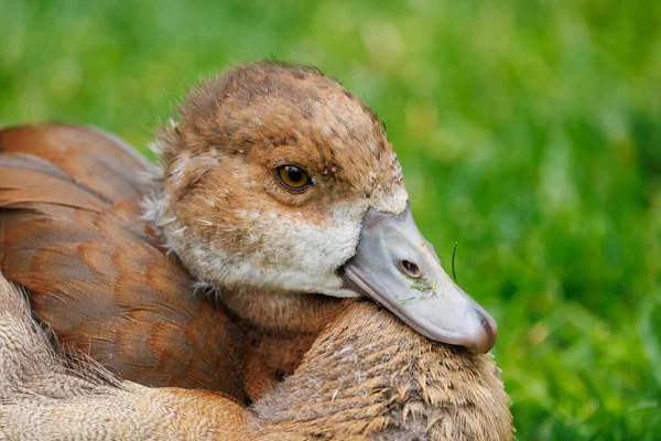 Young Egyptian Goose Alopochen Aegyptiaca — Photo