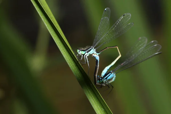 Close Shot Mating Damselflies Green Leaf — стоковое фото