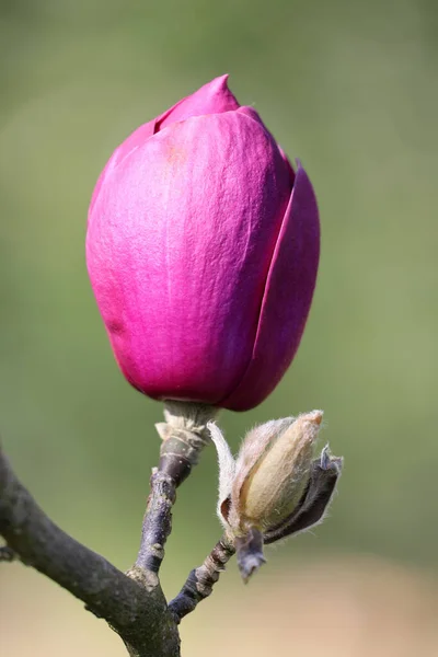 Beautiful Spring Flower Flora Foliage — Stock Photo, Image