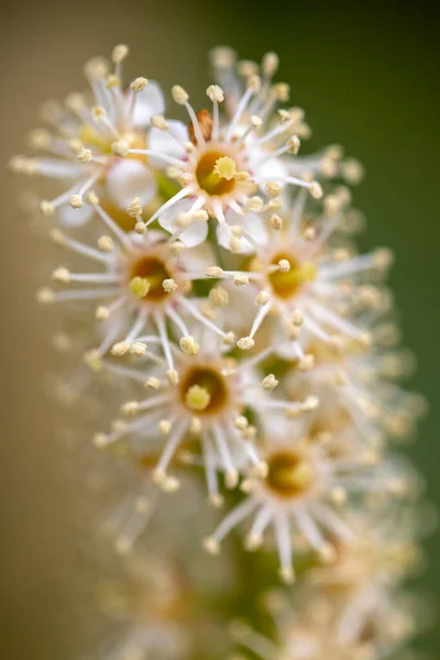 Bellissimi Fiori Bianchi Macro Primo Piano — Foto Stock