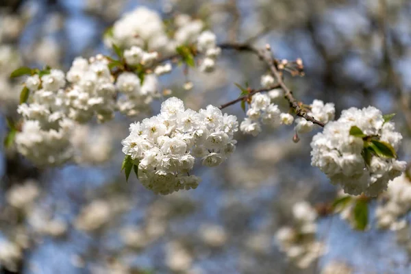 Beautiful White Flowers Spring Tree Macro Close — 스톡 사진