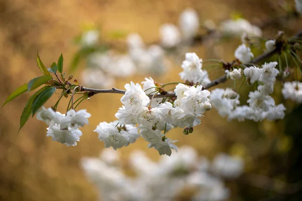 Egy Tavaszi Gyönyörű Fehér Virágai Makró Közelkép — Stock Fotó