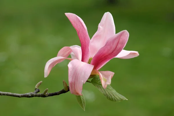 Beautiful Spring Flower Flora Foliage — Stock Photo, Image