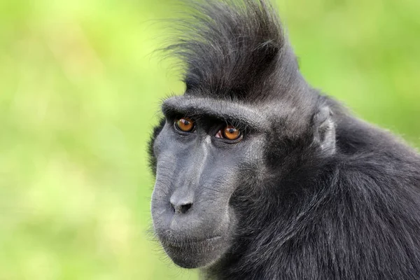 Gros Plan Sur Macaque Crête Macaca Nigra — Photo