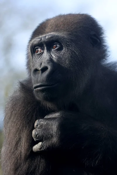 Close Shot Western Lowland Gorilla — Stockfoto
