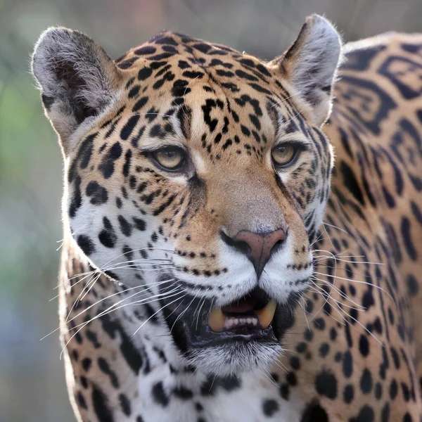 Close Shot Jaguar Panthera Onca — Fotografia de Stock