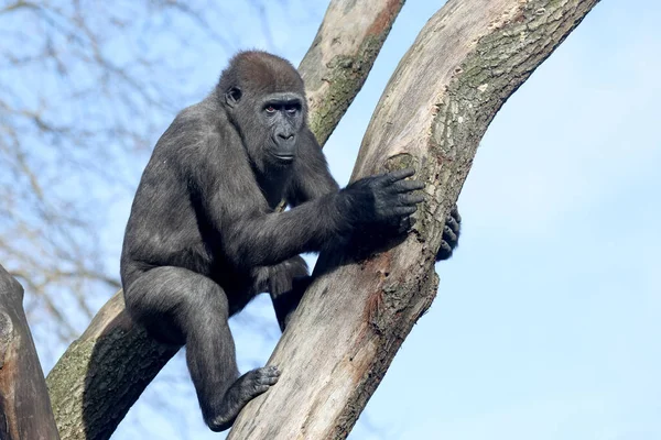 Close Shot Western Lowland Gorilla — Stock Photo, Image