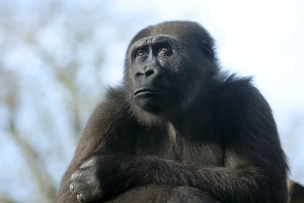 Close Shot Western Lowland Gorilla Gorilla Gorilla Gorilla — 图库照片