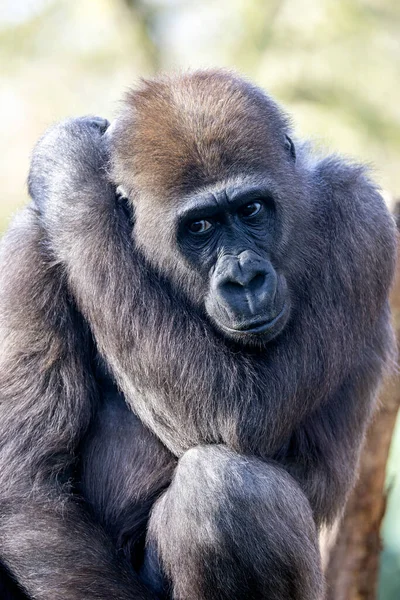 Nahaufnahme Westlicher Flachlandgorilla — Stockfoto