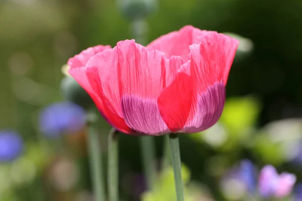 Beautiful Papaver Flower Flora Foliage —  Fotos de Stock