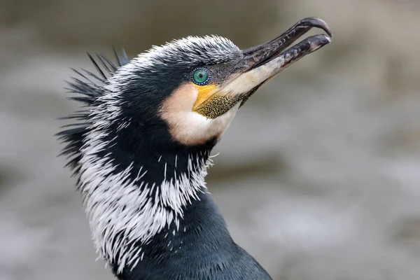 Close Shot Great Cormorant Phalacrocorax Carbo — Stockfoto