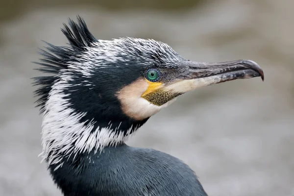 Close Shot Great Cormorant Phalacrocorax Carbo — Photo