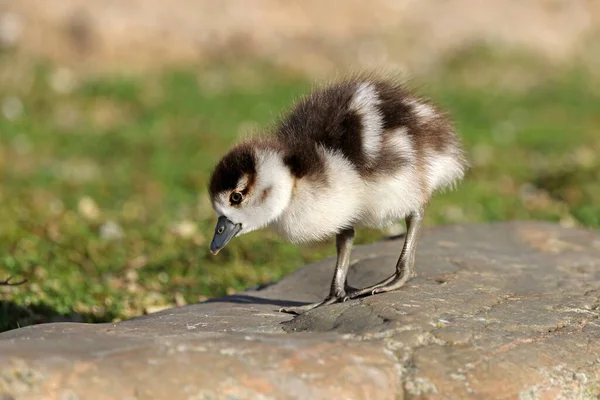 Gros Plan Sur Oie Égyptienne Alopochen Aegyptiaca Poussin — Photo