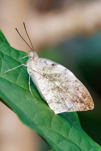 Mariposa Sobre Fondo Verde Cerca —  Fotos de Stock