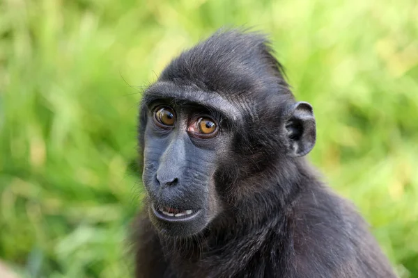 Gros Plan Sur Macaque Crête Macaca Nigra — Photo