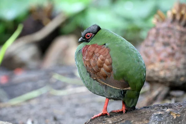 Crested Partridge Rollulus Rouloul Also Known Crested Wood Partridge — 图库照片