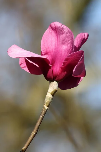 Magnolia Flowers Blooming Spring — Stock Photo, Image