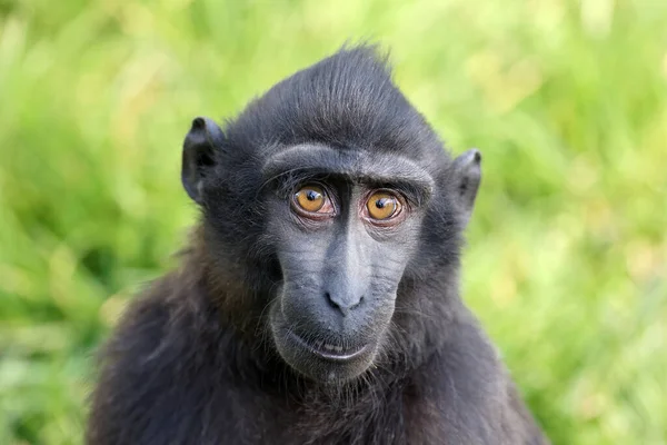 Close Shot Crested Macaque Macaca Nigra — Stockfoto