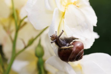 Beyaz çiçekteki bir salyangozun yakın çekimi.