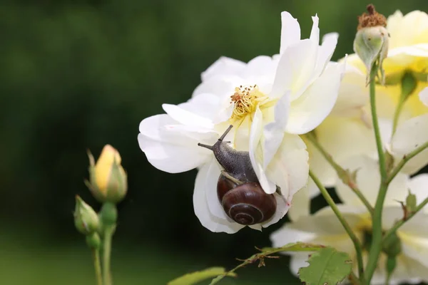 Closeup Shot Snail White Flower — Stock Photo, Image