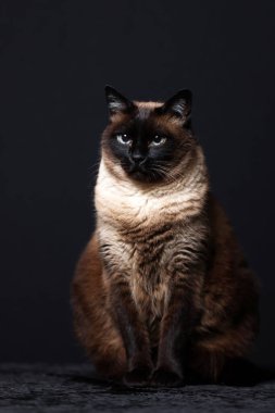 Siamese cat (Thai) on black background