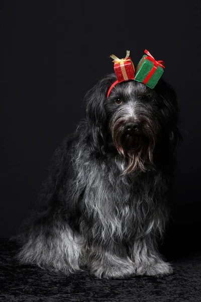 Schapendoes Dutch Sheepdog Christmas Close Portrait - Stock-foto