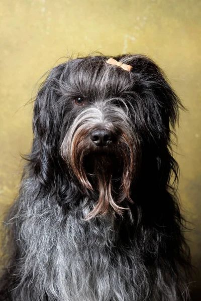 Schapendoes Dutch Sheepdog Close — 图库照片