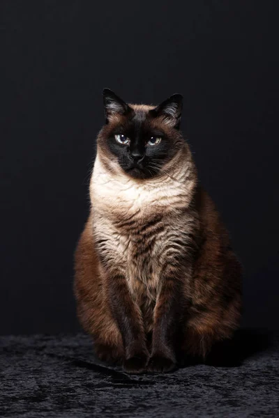 Siamese Cat Thai Black Background — Foto Stock