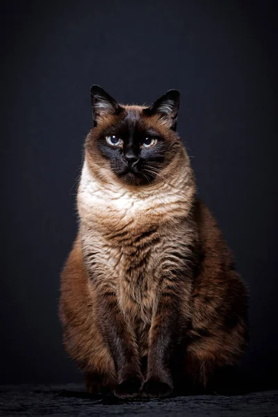 Сіамський Кіт Тайська Чорному Тлі — стокове фото