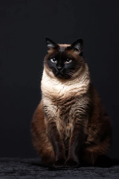 Siamese Cat Thai Black Background — Stock fotografie
