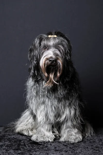 Schapendoes Dutch Sheepdog Portrait Close — 图库照片