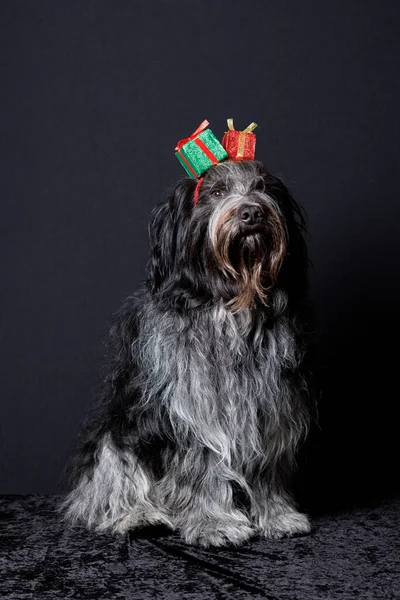 Schapendoes Dutch Sheepdog Christmas Close Portrait — Stockfoto