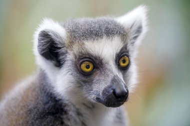 Ring-tailed lemur close up shot