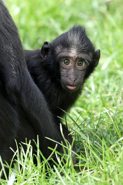 Young Crested Macaque Close Shot — Stockfoto