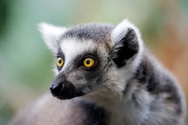 Ring Tailed Lemur Lemur Catta Close Shot — Fotografia de Stock