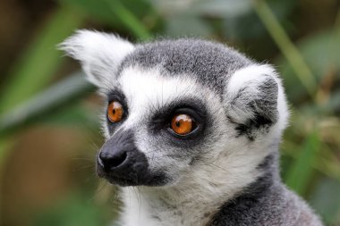 Halka kuyruklu maymun, lemur catta