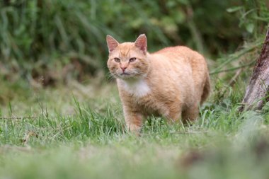 Yeşil çimlerde kırmızı kedi 