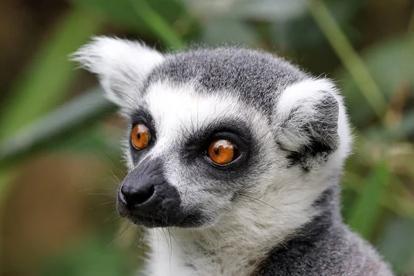 Halka kuyruklu maymun, lemur catta