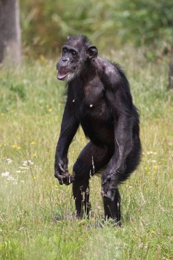 Portrait of chimpanzee, in natural habitat. Pan troglodytes at wild nature 