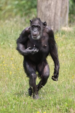 Portrait of a walking chimpanzee, in natural habitat. Pan troglodytes, at wild nature 